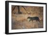 A Leopard, Panthera Pardus Pardus, Walks Through Grassland Aglow in the Setting Sun-Alex Saberi-Framed Photographic Print