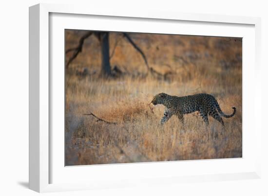 A Leopard, Panthera Pardus Pardus, Walks Through Grassland Aglow in the Setting Sun-Alex Saberi-Framed Photographic Print