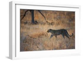 A Leopard, Panthera Pardus Pardus, Walks Through Grassland Aglow in the Setting Sun-Alex Saberi-Framed Photographic Print