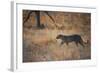 A Leopard, Panthera Pardus Pardus, Walks Through Grassland Aglow in the Setting Sun-Alex Saberi-Framed Photographic Print