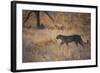 A Leopard, Panthera Pardus Pardus, Walks Through Grassland Aglow in the Setting Sun-Alex Saberi-Framed Photographic Print