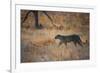 A Leopard, Panthera Pardus Pardus, Walks Through Grassland Aglow in the Setting Sun-Alex Saberi-Framed Photographic Print