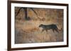 A Leopard, Panthera Pardus Pardus, Walks Through Grassland Aglow in the Setting Sun-Alex Saberi-Framed Photographic Print