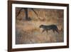 A Leopard, Panthera Pardus Pardus, Walks Through Grassland Aglow in the Setting Sun-Alex Saberi-Framed Photographic Print