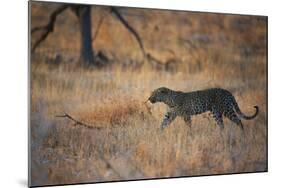 A Leopard, Panthera Pardus Pardus, Walks Through Grassland Aglow in the Setting Sun-Alex Saberi-Mounted Photographic Print