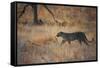 A Leopard, Panthera Pardus Pardus, Walks Through Grassland Aglow in the Setting Sun-Alex Saberi-Framed Stretched Canvas