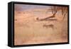 A Leopard, Panthera Pardus Pardus, Walks Through Grassland Aglow in the Setting Sun-Alex Saberi-Framed Stretched Canvas