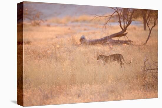 A Leopard, Panthera Pardus Pardus, Walks Through Grassland Aglow in the Setting Sun-Alex Saberi-Stretched Canvas