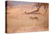 A Leopard, Panthera Pardus Pardus, Walks Through Grassland Aglow in the Setting Sun-Alex Saberi-Stretched Canvas