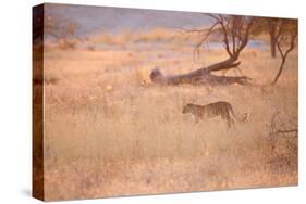 A Leopard, Panthera Pardus Pardus, Walks Through Grassland Aglow in the Setting Sun-Alex Saberi-Stretched Canvas