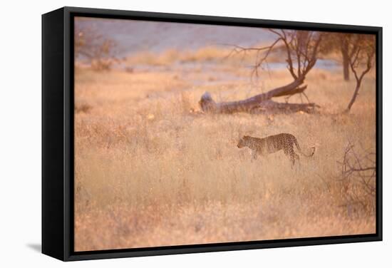 A Leopard, Panthera Pardus Pardus, Walks Through Grassland Aglow in the Setting Sun-Alex Saberi-Framed Stretched Canvas