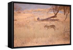 A Leopard, Panthera Pardus Pardus, Walks Through Grassland Aglow in the Setting Sun-Alex Saberi-Framed Stretched Canvas