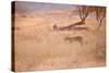A Leopard, Panthera Pardus Pardus, Walks Through Grassland Aglow in the Setting Sun-Alex Saberi-Stretched Canvas