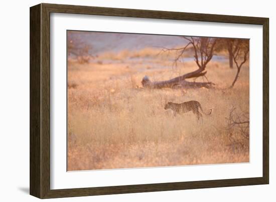 A Leopard, Panthera Pardus Pardus, Walks Through Grassland Aglow in the Setting Sun-Alex Saberi-Framed Photographic Print