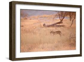 A Leopard, Panthera Pardus Pardus, Walks Through Grassland Aglow in the Setting Sun-Alex Saberi-Framed Photographic Print