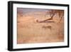 A Leopard, Panthera Pardus Pardus, Walks Through Grassland Aglow in the Setting Sun-Alex Saberi-Framed Photographic Print