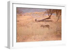 A Leopard, Panthera Pardus Pardus, Walks Through Grassland Aglow in the Setting Sun-Alex Saberi-Framed Photographic Print