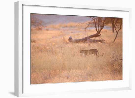 A Leopard, Panthera Pardus Pardus, Walks Through Grassland Aglow in the Setting Sun-Alex Saberi-Framed Photographic Print