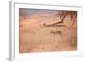 A Leopard, Panthera Pardus Pardus, Walks Through Grassland Aglow in the Setting Sun-Alex Saberi-Framed Photographic Print