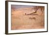 A Leopard, Panthera Pardus Pardus, Walks Through Grassland Aglow in the Setting Sun-Alex Saberi-Framed Photographic Print