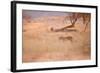 A Leopard, Panthera Pardus Pardus, Walks Through Grassland Aglow in the Setting Sun-Alex Saberi-Framed Photographic Print