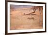 A Leopard, Panthera Pardus Pardus, Walks Through Grassland Aglow in the Setting Sun-Alex Saberi-Framed Photographic Print