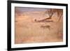 A Leopard, Panthera Pardus Pardus, Walks Through Grassland Aglow in the Setting Sun-Alex Saberi-Framed Photographic Print