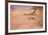 A Leopard, Panthera Pardus Pardus, Walks Through Grassland Aglow in the Setting Sun-Alex Saberi-Framed Photographic Print