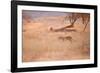 A Leopard, Panthera Pardus Pardus, Walks Through Grassland Aglow in the Setting Sun-Alex Saberi-Framed Photographic Print