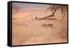 A Leopard, Panthera Pardus Pardus, Walks Through Grassland Aglow in the Setting Sun-Alex Saberi-Framed Stretched Canvas