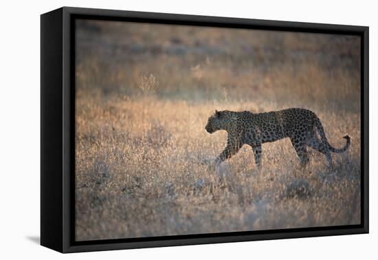 A Leopard, Panthera Pardus Pardus, Walks Through Grassland Aglow in the Setting Sun-Alex Saberi-Framed Stretched Canvas