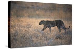 A Leopard, Panthera Pardus Pardus, Walks Through Grassland Aglow in the Setting Sun-Alex Saberi-Stretched Canvas