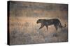 A Leopard, Panthera Pardus Pardus, Walks Through Grassland Aglow in the Setting Sun-Alex Saberi-Stretched Canvas