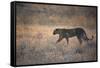 A Leopard, Panthera Pardus Pardus, Walks Through Grassland Aglow in the Setting Sun-Alex Saberi-Framed Stretched Canvas