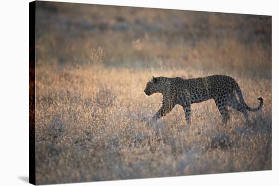 A Leopard, Panthera Pardus Pardus, Walks Through Grassland Aglow in the Setting Sun-Alex Saberi-Stretched Canvas