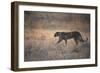 A Leopard, Panthera Pardus Pardus, Walks Through Grassland Aglow in the Setting Sun-Alex Saberi-Framed Photographic Print