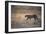 A Leopard, Panthera Pardus Pardus, Walks Through Grassland Aglow in the Setting Sun-Alex Saberi-Framed Photographic Print