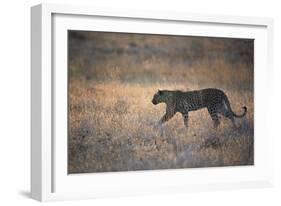 A Leopard, Panthera Pardus Pardus, Walks Through Grassland Aglow in the Setting Sun-Alex Saberi-Framed Photographic Print