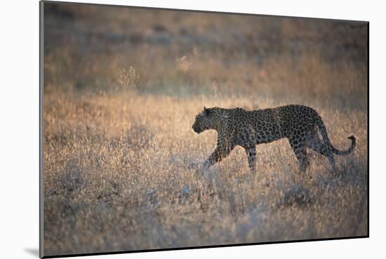 A Leopard, Panthera Pardus Pardus, Walks Through Grassland Aglow in the Setting Sun-Alex Saberi-Mounted Photographic Print