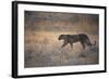 A Leopard, Panthera Pardus Pardus, Walks Through Grassland Aglow in the Setting Sun-Alex Saberi-Framed Photographic Print