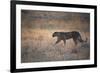 A Leopard, Panthera Pardus Pardus, Walks Through Grassland Aglow in the Setting Sun-Alex Saberi-Framed Photographic Print