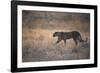 A Leopard, Panthera Pardus Pardus, Walks Through Grassland Aglow in the Setting Sun-Alex Saberi-Framed Photographic Print