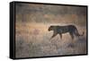 A Leopard, Panthera Pardus Pardus, Walks Through Grassland Aglow in the Setting Sun-Alex Saberi-Framed Stretched Canvas