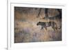 A Leopard, Panthera Pardus, Walking Through Grass in Namibia's Etosha National Park-Alex Saberi-Framed Photographic Print