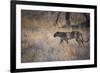 A Leopard, Panthera Pardus, Walking Through Grass in Namibia's Etosha National Park-Alex Saberi-Framed Photographic Print