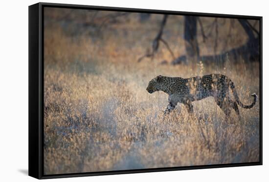 A Leopard, Panthera Pardus, Walking Through Grass in Namibia's Etosha National Park-Alex Saberi-Framed Stretched Canvas