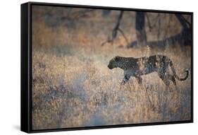 A Leopard, Panthera Pardus, Walking Through Grass in Namibia's Etosha National Park-Alex Saberi-Framed Stretched Canvas