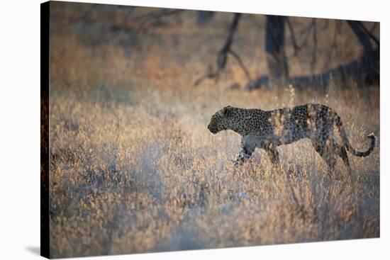 A Leopard, Panthera Pardus, Walking Through Grass in Namibia's Etosha National Park-Alex Saberi-Stretched Canvas