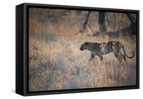 A Leopard, Panthera Pardus, Walking Through Grass in Namibia's Etosha National Park-Alex Saberi-Framed Stretched Canvas