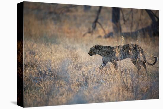 A Leopard, Panthera Pardus, Walking Through Grass in Namibia's Etosha National Park-Alex Saberi-Stretched Canvas